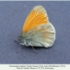 coenonympha symphyta  didi abuli female 4